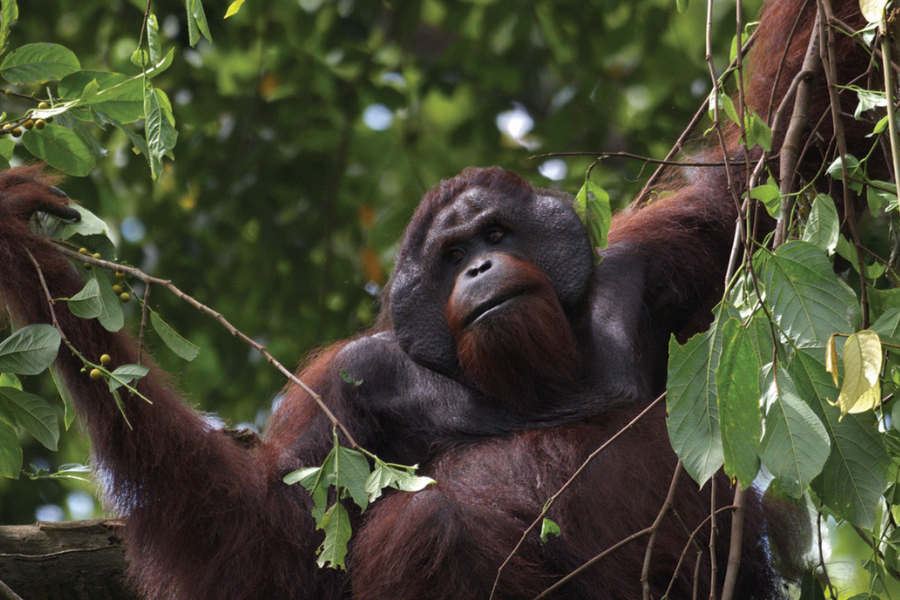 An orangutan crouching in a tree