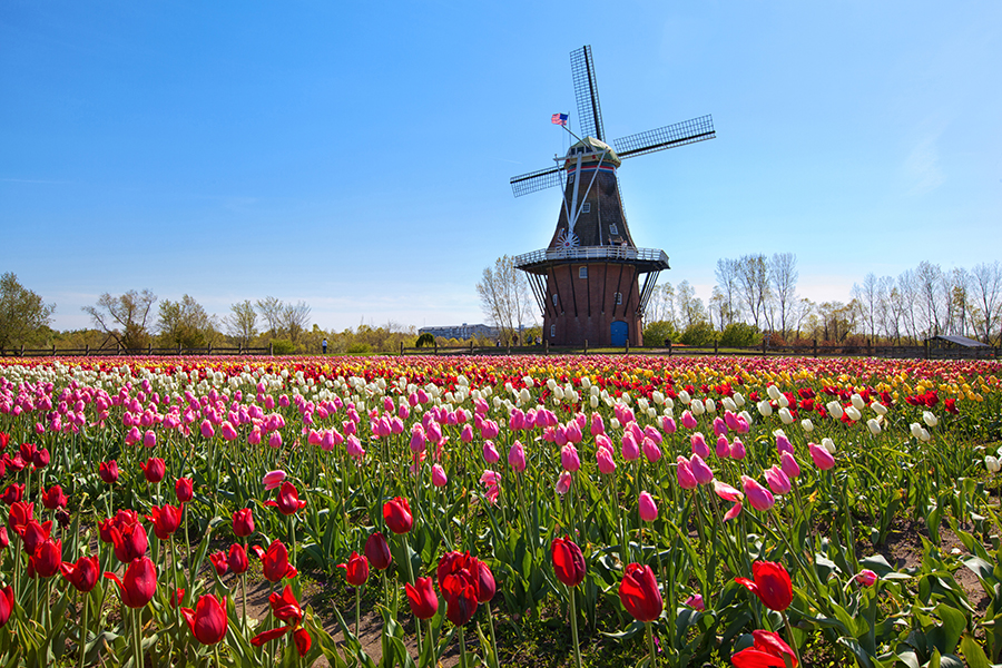 Holland, Michigan Tulip time