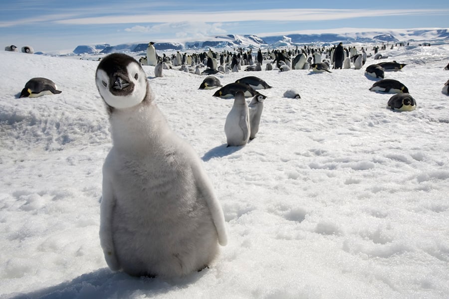 polar adventures penguins
