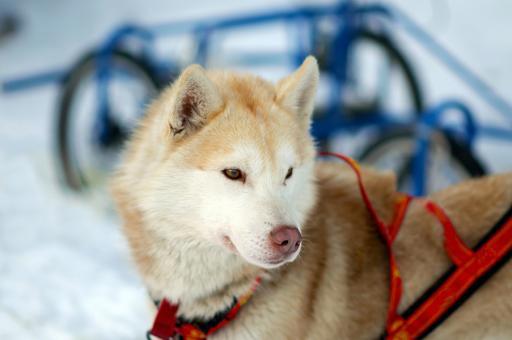 Alaska Sled Dog