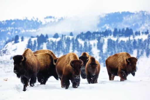Bison in Yellowstone winter scene